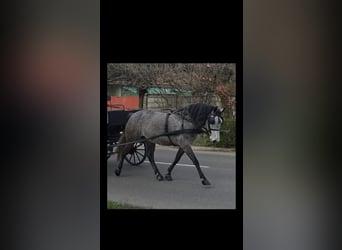 Meer ponys/kleine paarden, Merrie, 5 Jaar, 150 cm, Appelschimmel