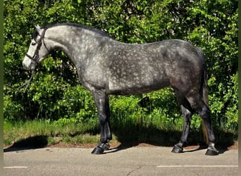 Meer ponys/kleine paarden, Merrie, 5 Jaar, 150 cm, Appelschimmel
