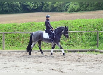 Meer ponys/kleine paarden, Merrie, 5 Jaar, 150 cm, Blauwschimmel