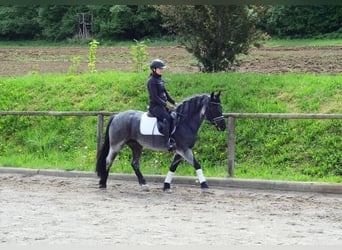 Meer ponys/kleine paarden, Merrie, 5 Jaar, 150 cm, Blauwschimmel