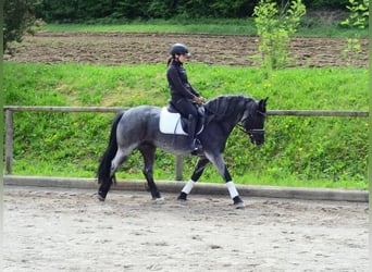 Meer ponys/kleine paarden, Merrie, 5 Jaar, 150 cm, Blauwschimmel