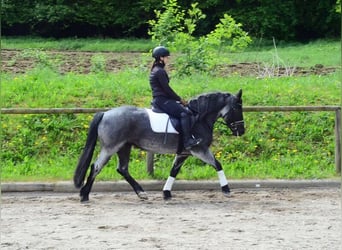 Meer ponys/kleine paarden, Merrie, 5 Jaar, 150 cm, Blauwschimmel