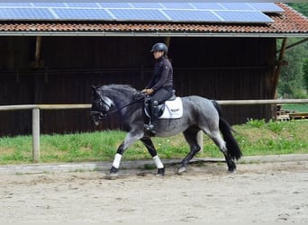 Meer ponys/kleine paarden, Merrie, 5 Jaar, 150 cm, Blauwschimmel