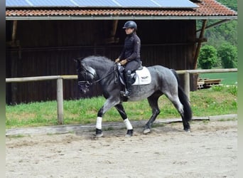Meer ponys/kleine paarden, Merrie, 5 Jaar, 150 cm, Blauwschimmel