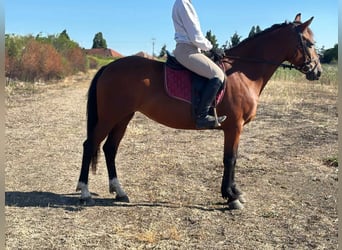 Meer ponys/kleine paarden, Merrie, 5 Jaar, 150 cm, Bruin