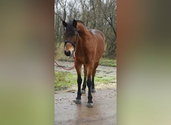 Meer ponys/kleine paarden, Merrie, 5 Jaar, 150 cm, Bruin