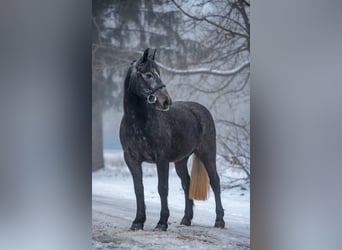 Meer ponys/kleine paarden, Merrie, 5 Jaar, 150 cm, Schimmel