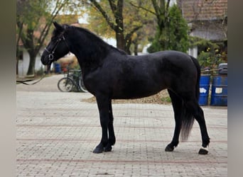 Meer ponys/kleine paarden, Merrie, 5 Jaar, 150 cm, Zwart