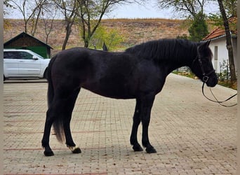 Meer ponys/kleine paarden, Merrie, 5 Jaar, 150 cm, Zwart