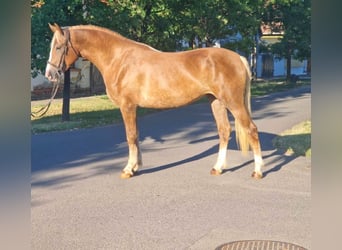 Meer ponys/kleine paarden, Merrie, 5 Jaar, 151 cm, Vos