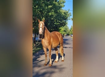 Meer ponys/kleine paarden, Merrie, 5 Jaar, 151 cm, Vos