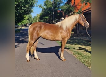 Meer ponys/kleine paarden, Merrie, 5 Jaar, 151 cm, Vos