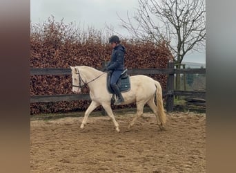 Meer ponys/kleine paarden, Merrie, 5 Jaar, 152 cm, Cremello