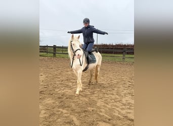 Meer ponys/kleine paarden, Merrie, 5 Jaar, 152 cm, Cremello