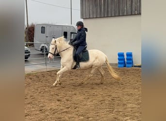 Meer ponys/kleine paarden, Merrie, 5 Jaar, 152 cm, Cremello