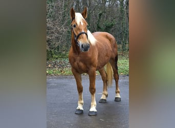Meer ponys/kleine paarden, Merrie, 5 Jaar, 152 cm, Vos