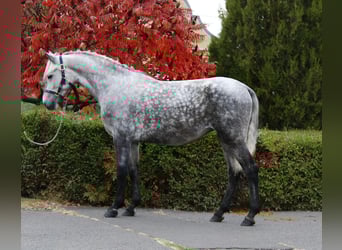 Meer ponys/kleine paarden, Merrie, 5 Jaar, 154 cm, Appelschimmel Meer ponys/kleine paarden, Merrie, 5 Jaar, 154 cm, Appelschimmel