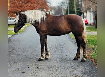 Meer ponys/kleine paarden, Merrie, 5 Jaar, 155 cm, Bruin
