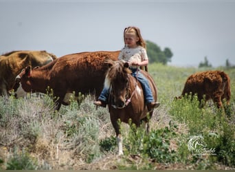 Meer ponys/kleine paarden, Merrie, 5 Jaar, 91 cm, Roodvos