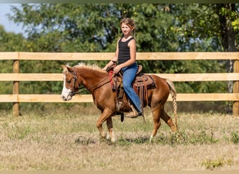 Meer ponys/kleine paarden, Merrie, 5 Jaar, 99 cm, Roodvos