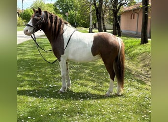 Meer ponys/kleine paarden, Merrie, 5 Jaar