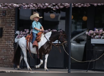 Meer ponys/kleine paarden, Merrie, 6 Jaar, 112 cm