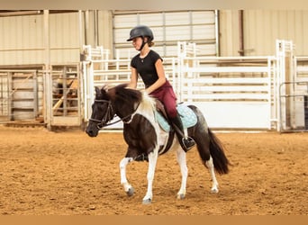 Meer ponys/kleine paarden, Merrie, 6 Jaar, 112 cm
