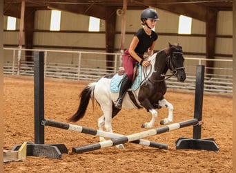 Meer ponys/kleine paarden, Merrie, 6 Jaar, 112 cm