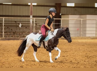 Meer ponys/kleine paarden, Merrie, 6 Jaar, 112 cm