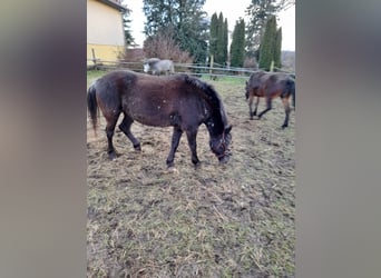 Meer ponys/kleine paarden Mix, Merrie, 6 Jaar, 126 cm