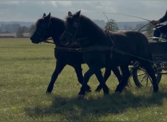 Meer ponys/kleine paarden, Merrie, 6 Jaar, 127 cm, Zwart
