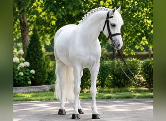 Meer ponys/kleine paarden, Merrie, 6 Jaar, 140 cm, Schimmel