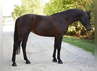 Meer ponys/kleine paarden, Merrie, 6 Jaar, 144 cm, Donkerbruin