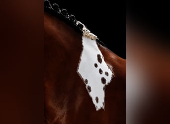 Meer ponys/kleine paarden, Merrie, 6 Jaar, 146 cm, Gevlekt-paard