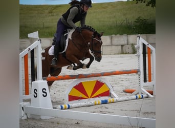 Meer ponys/kleine paarden, Merrie, 6 Jaar, 146 cm, Gevlekt-paard