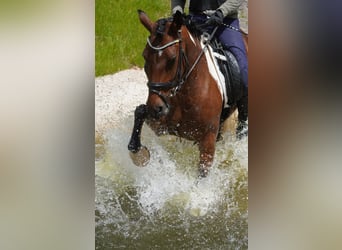 Meer ponys/kleine paarden, Merrie, 6 Jaar, 146 cm, Gevlekt-paard
