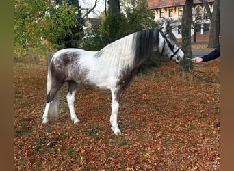 Meer ponys/kleine paarden, Merrie, 6 Jaar, 147 cm, Gevlekt-paard