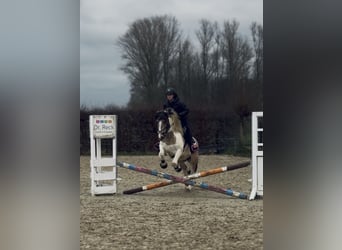 Meer ponys/kleine paarden, Merrie, 6 Jaar, 147 cm, Gevlekt-paard