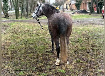 Meer ponys/kleine paarden, Merrie, 6 Jaar, 148 cm, Appelschimmel