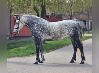 Meer ponys/kleine paarden, Merrie, 6 Jaar, 150 cm, Appelschimmel
