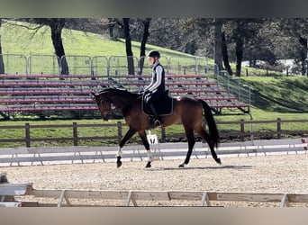 Meer ponys/kleine paarden, Merrie, 6 Jaar, 155 cm, Roodbruin