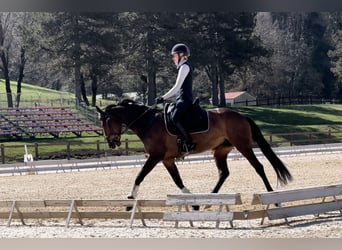 Meer ponys/kleine paarden, Merrie, 6 Jaar, 155 cm, Roodbruin