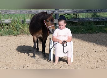Meer ponys/kleine paarden, Merrie, 6 Jaar, 84 cm, Roodbruin