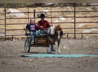 Meer ponys/kleine paarden, Merrie, 6 Jaar, 97 cm, Tobiano-alle-kleuren