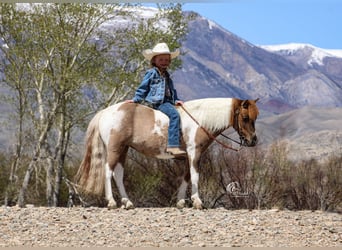 Meer ponys/kleine paarden, Merrie, 6 Jaar, 97 cm, Tobiano-alle-kleuren