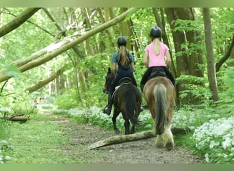 Meer ponys/kleine paarden, Merrie, 7 Jaar, 121 cm, Bruin