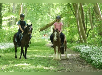 Meer ponys/kleine paarden, Merrie, 7 Jaar, 121 cm, Bruin