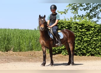 Meer ponys/kleine paarden, Merrie, 7 Jaar, 121 cm, Bruin