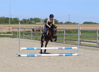 Meer ponys/kleine paarden, Merrie, 7 Jaar, 121 cm, Bruin
