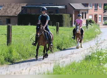 Meer ponys/kleine paarden, Merrie, 7 Jaar, 121 cm, Bruin